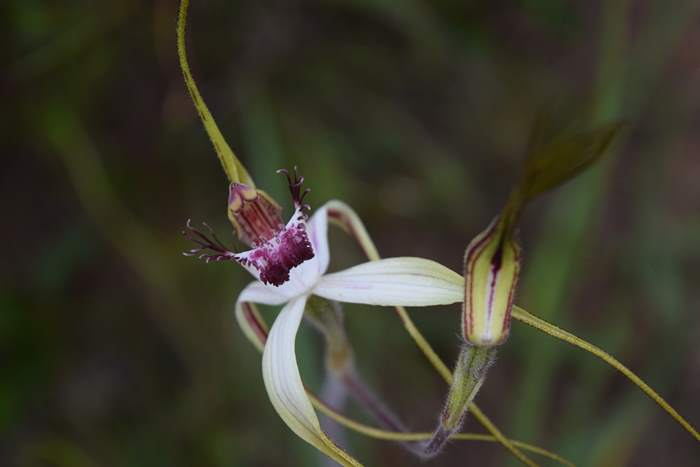 Caladenia - Orchid-spider-0050.JPG